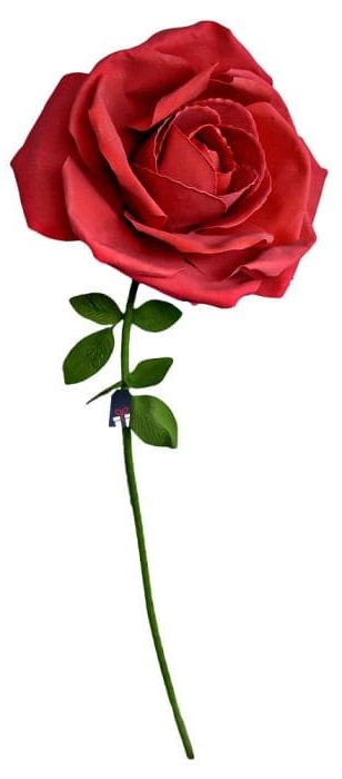 XXL enorm ros - Rosor som present till en kvinna