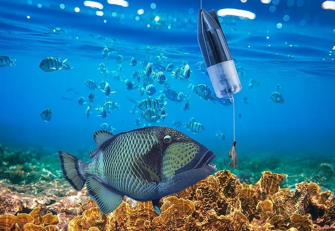 undervattensfisk kamera